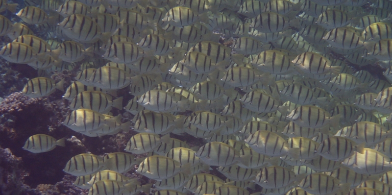 �����̔��e�ƌ��N�Ɂb�ґ�Ȕ��e�h�����N�I�yHyaCollaCenta �Ƃ��z
���T�C�g